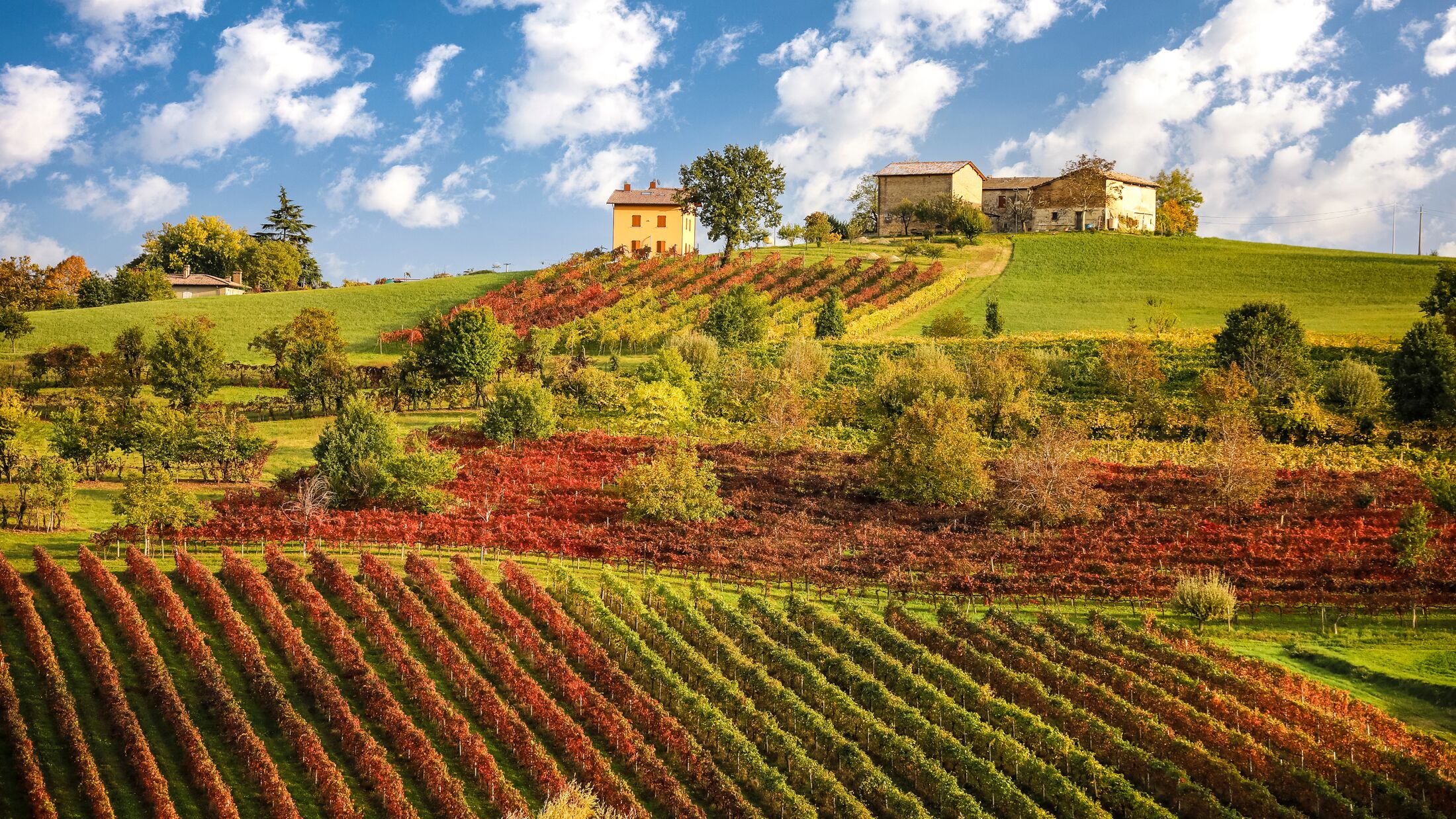 Lambrusco vineyards near Castelvetro, Modena province, Emilia Romagna, Italy