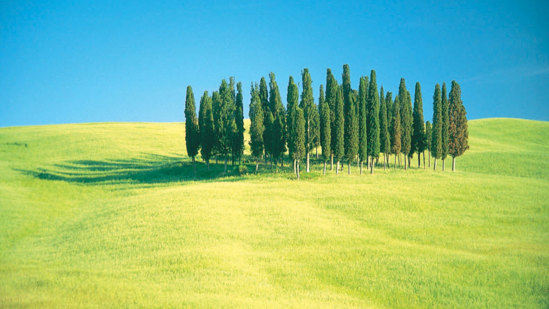 a tree in the middle of a field