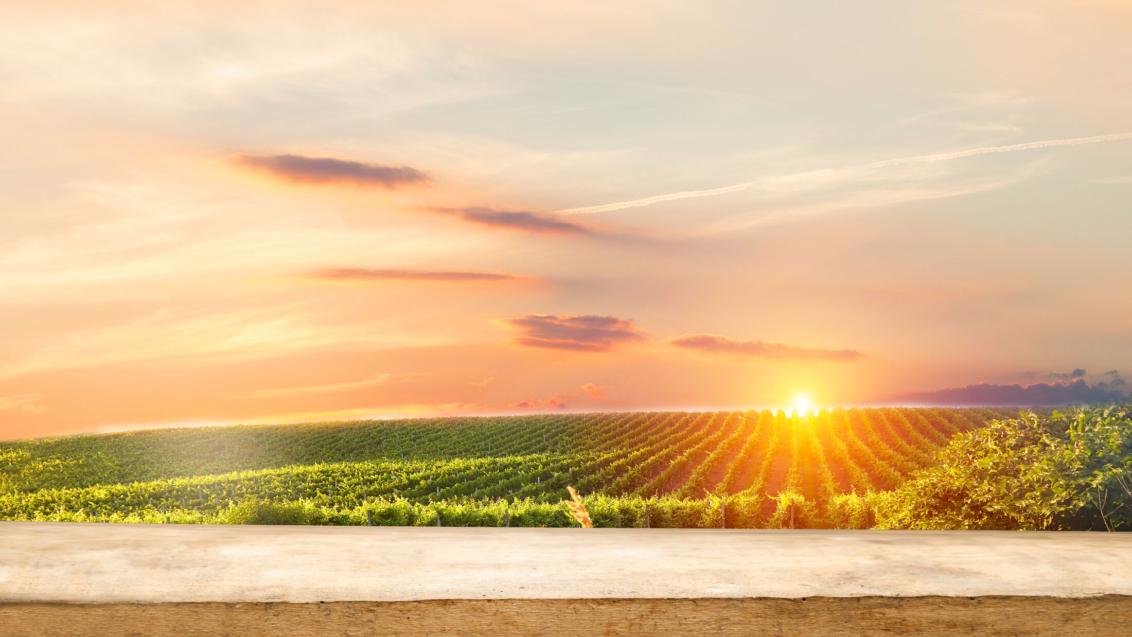 empty wooden table on the background of vines, tuscan landscape at sunrise