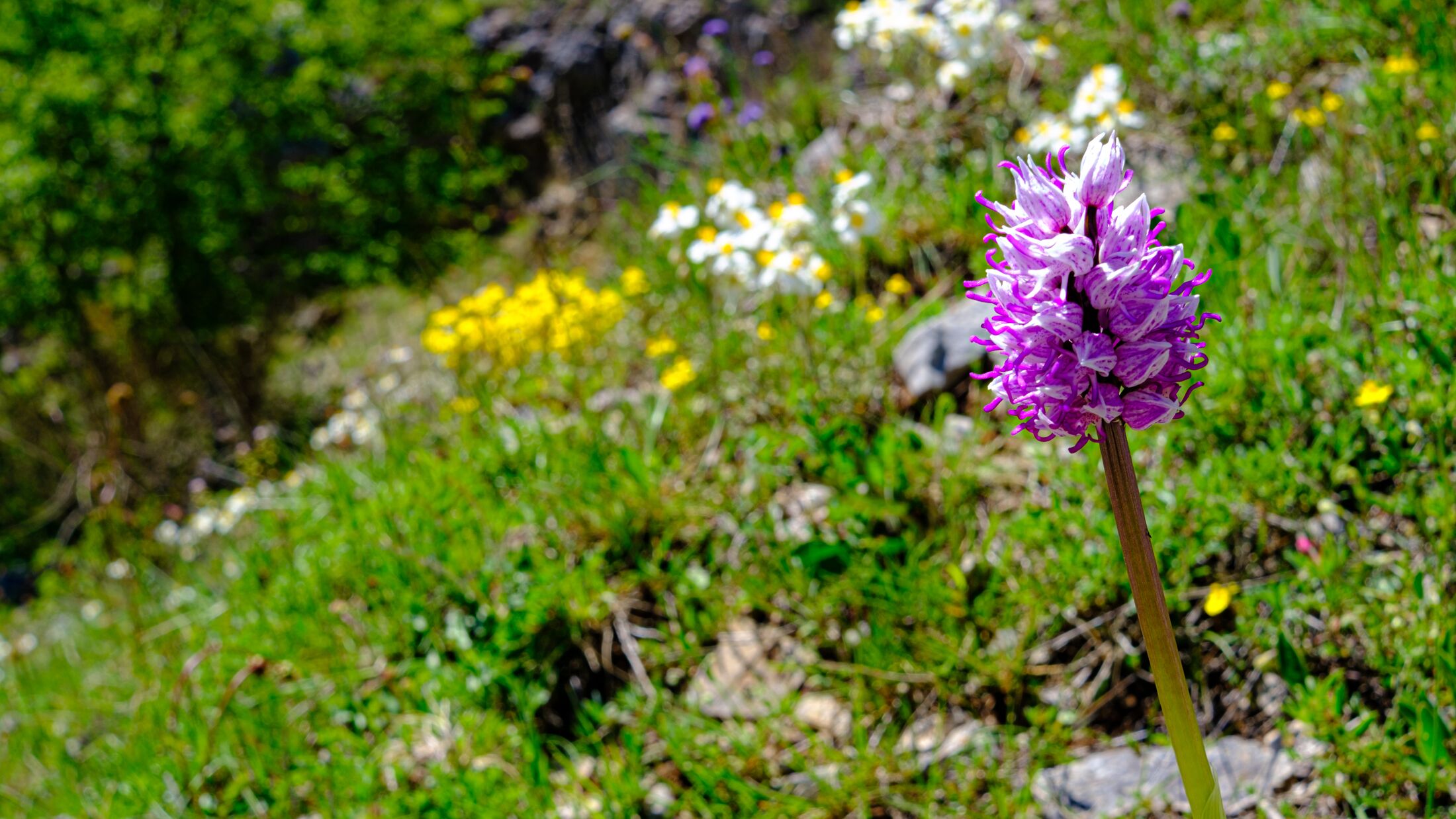 Wild orchid, white and fuchsia. Valley of the orchids, Campania, Italy