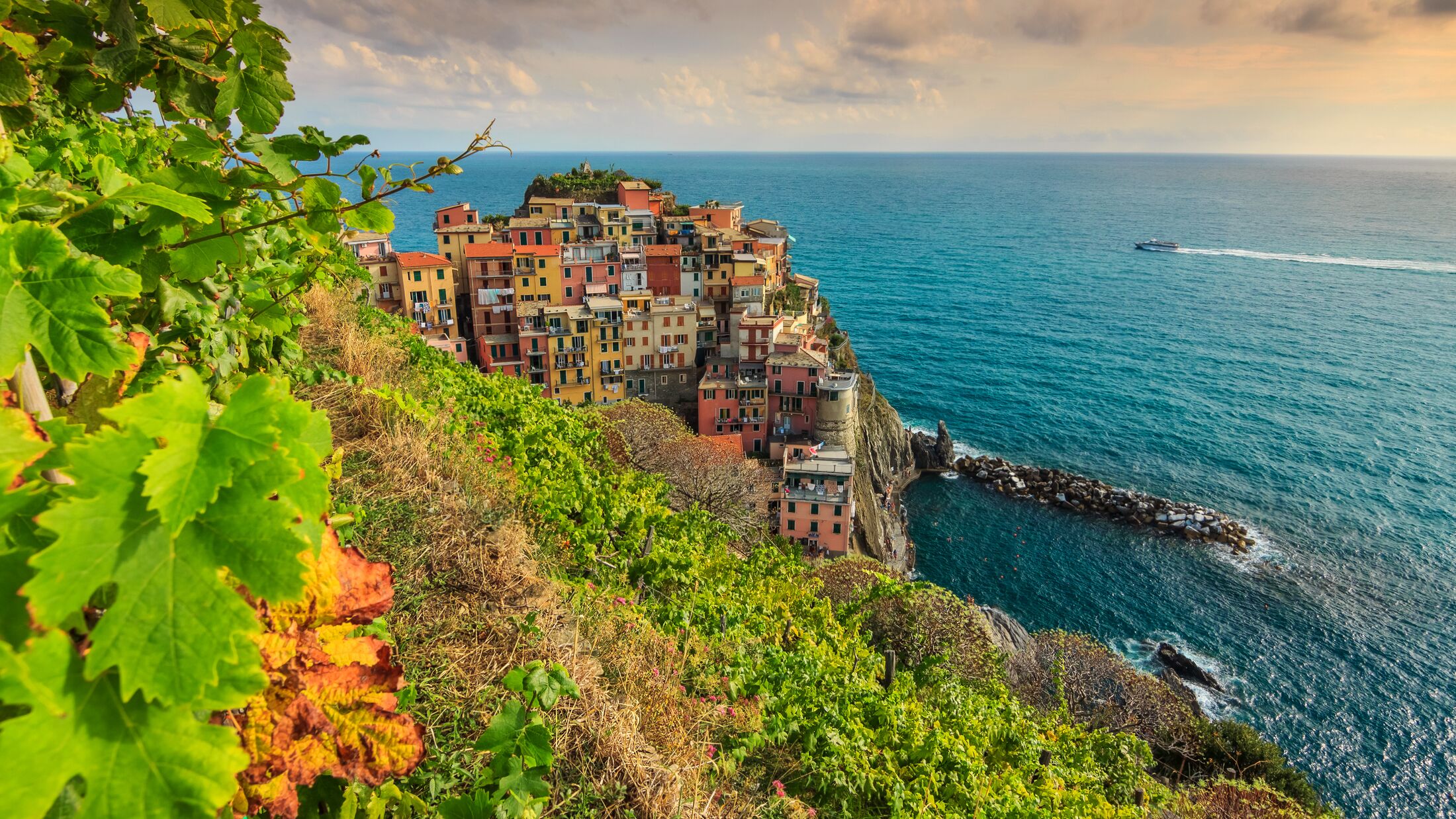 The famous wineyard and beautiful riviera of Cinque Terre,Manarola town,Italy,Europe