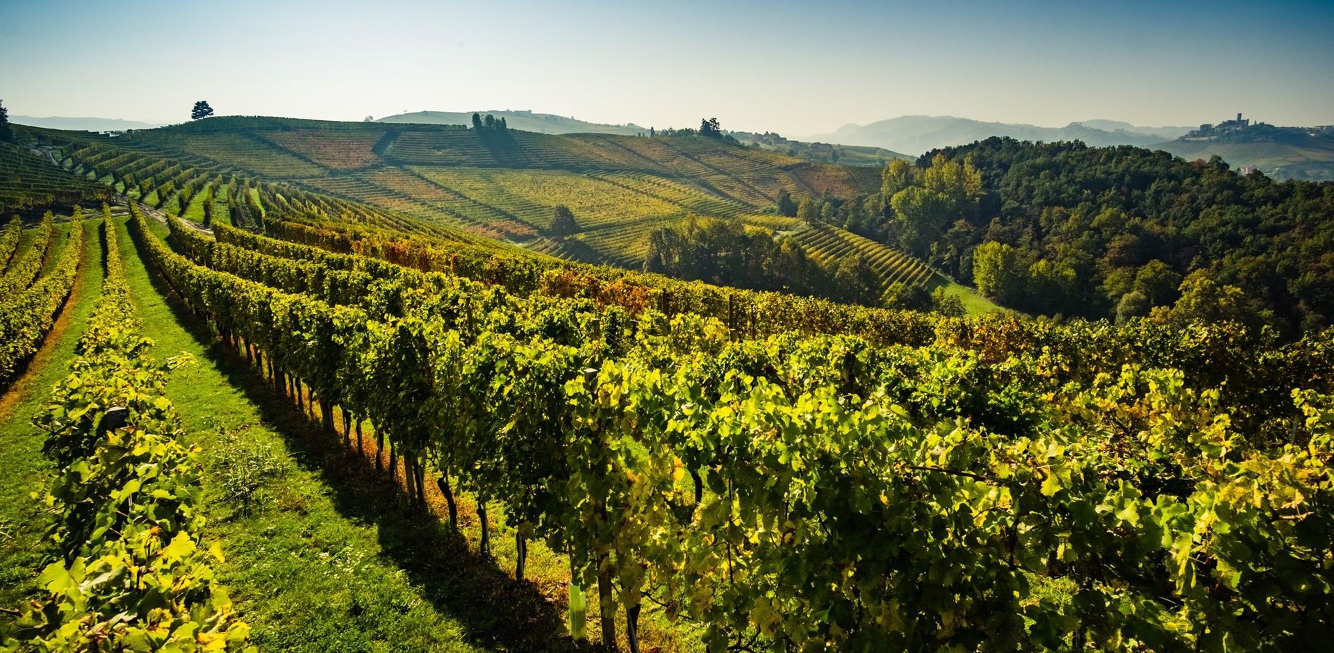 050862-Langhe-Vineyards-Piedmont-shutterstock-615445949-Hybris