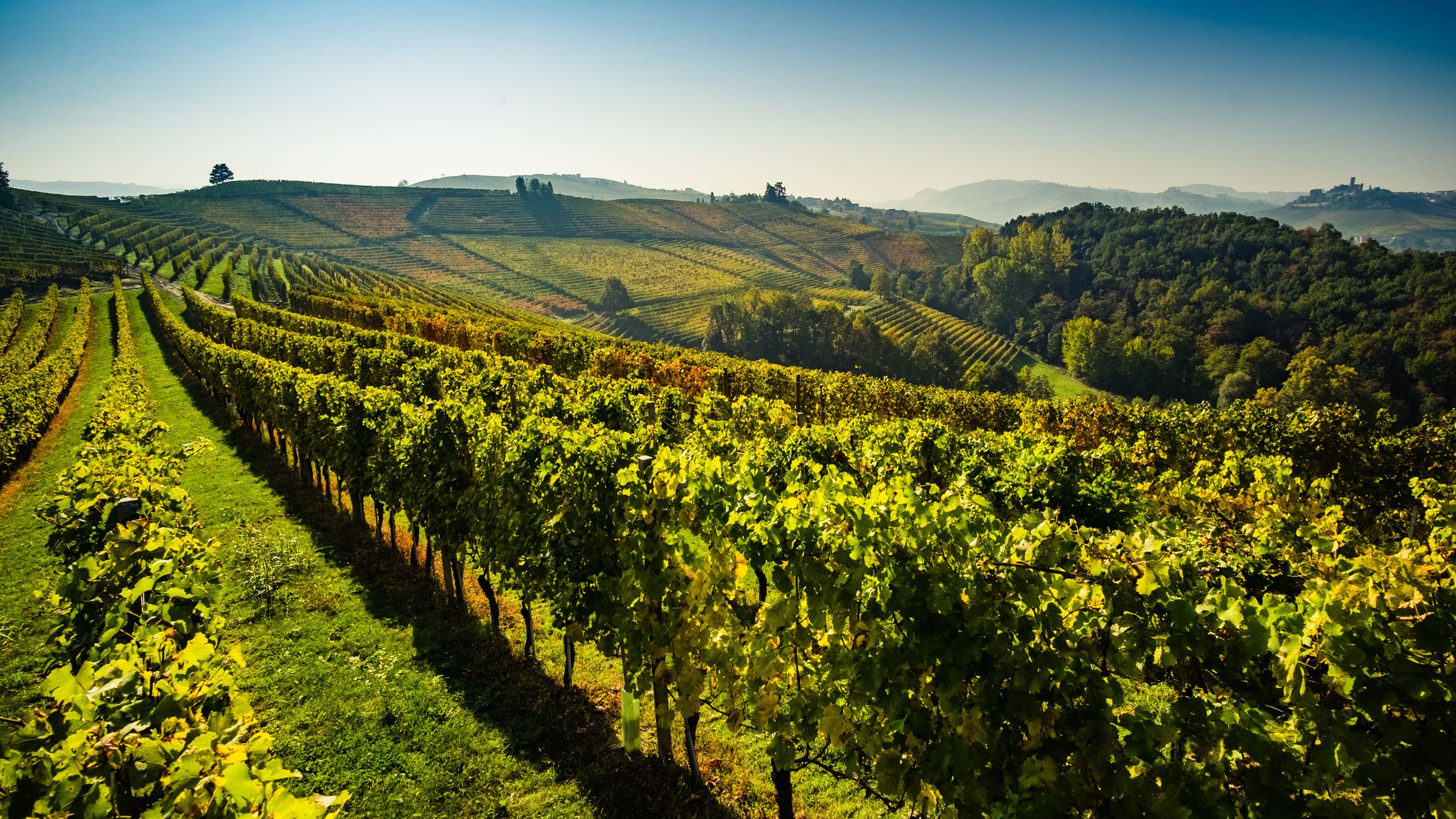 050862-Langhe-Vineyards-Piedmont-shutterstock-615445949-Hybris