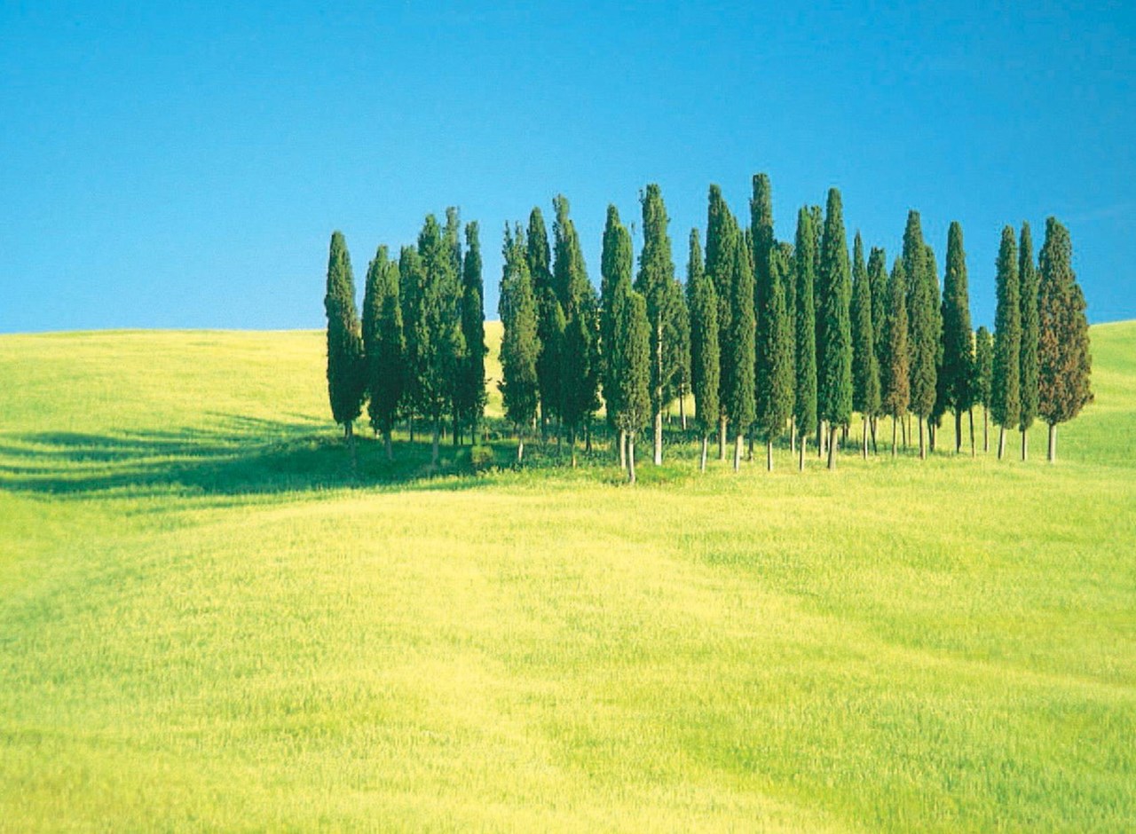 a tree in the middle of a field