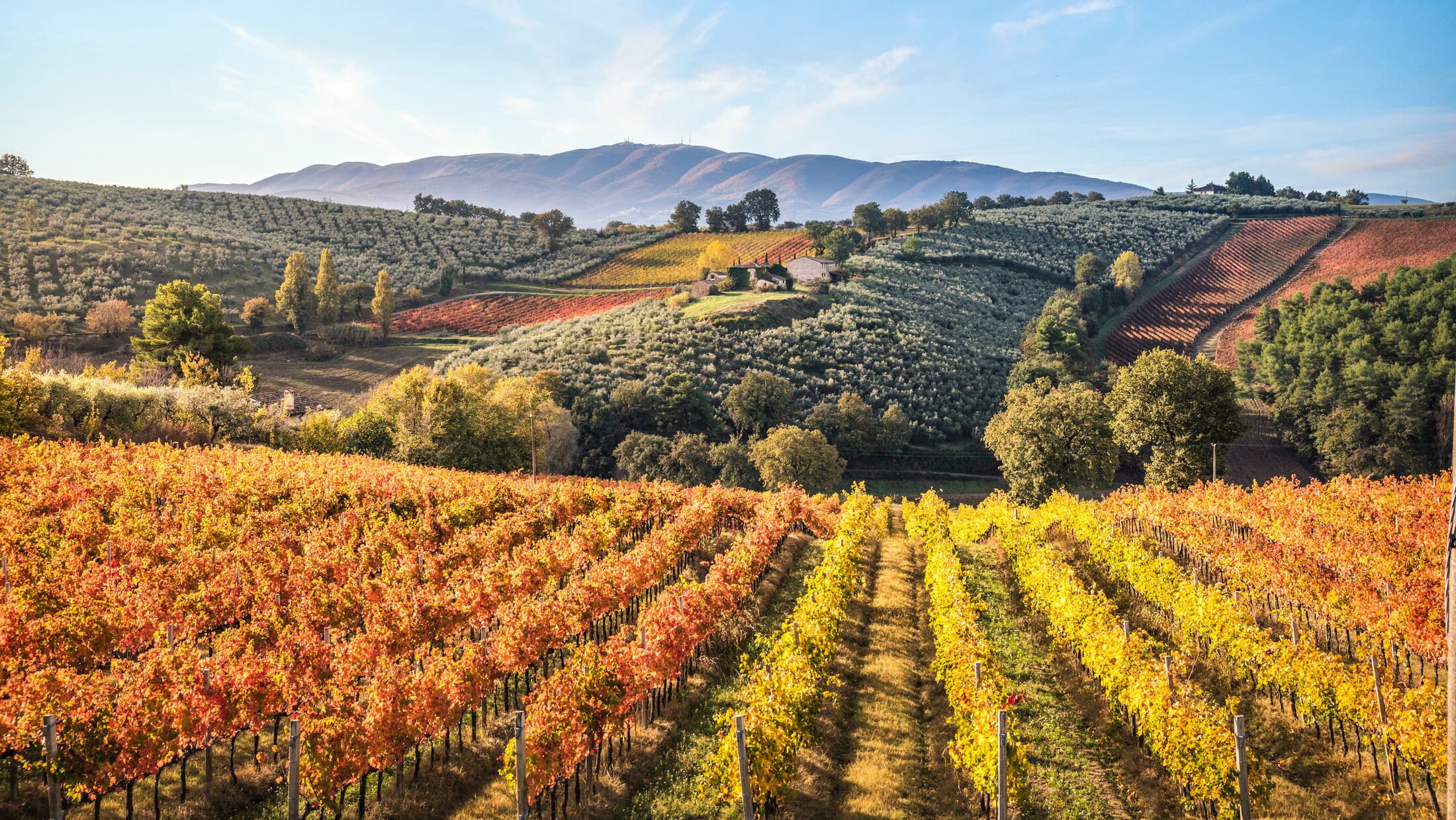 Montefalco's Sagrantino vineyards, Umbria, Italy