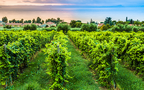 Vineyard on Lake Garda. Sunset