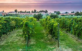 Vineyard on Lake Garda. Sunset