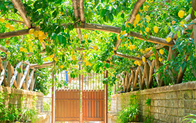 Lemon garden of Sorrento