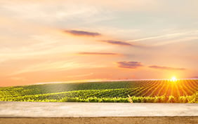 empty wooden table on the background of vines, tuscan landscape at sunrise