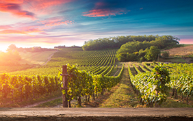 Red wine bottle and wine glass on wodden barrel. Beautiful Tuscany background