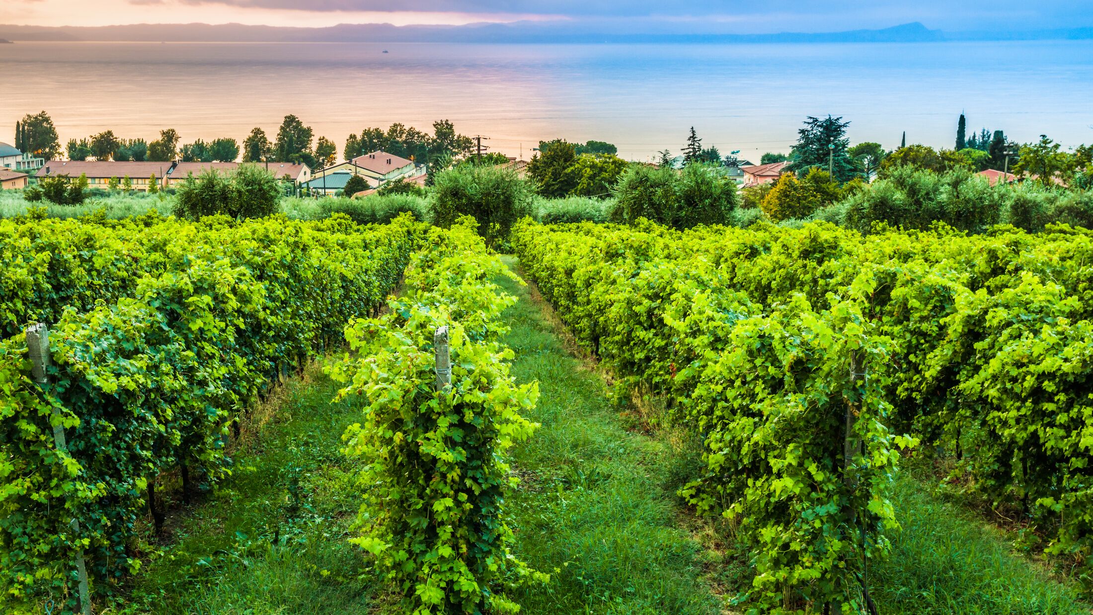 Vineyard on Lake Garda. Sunset