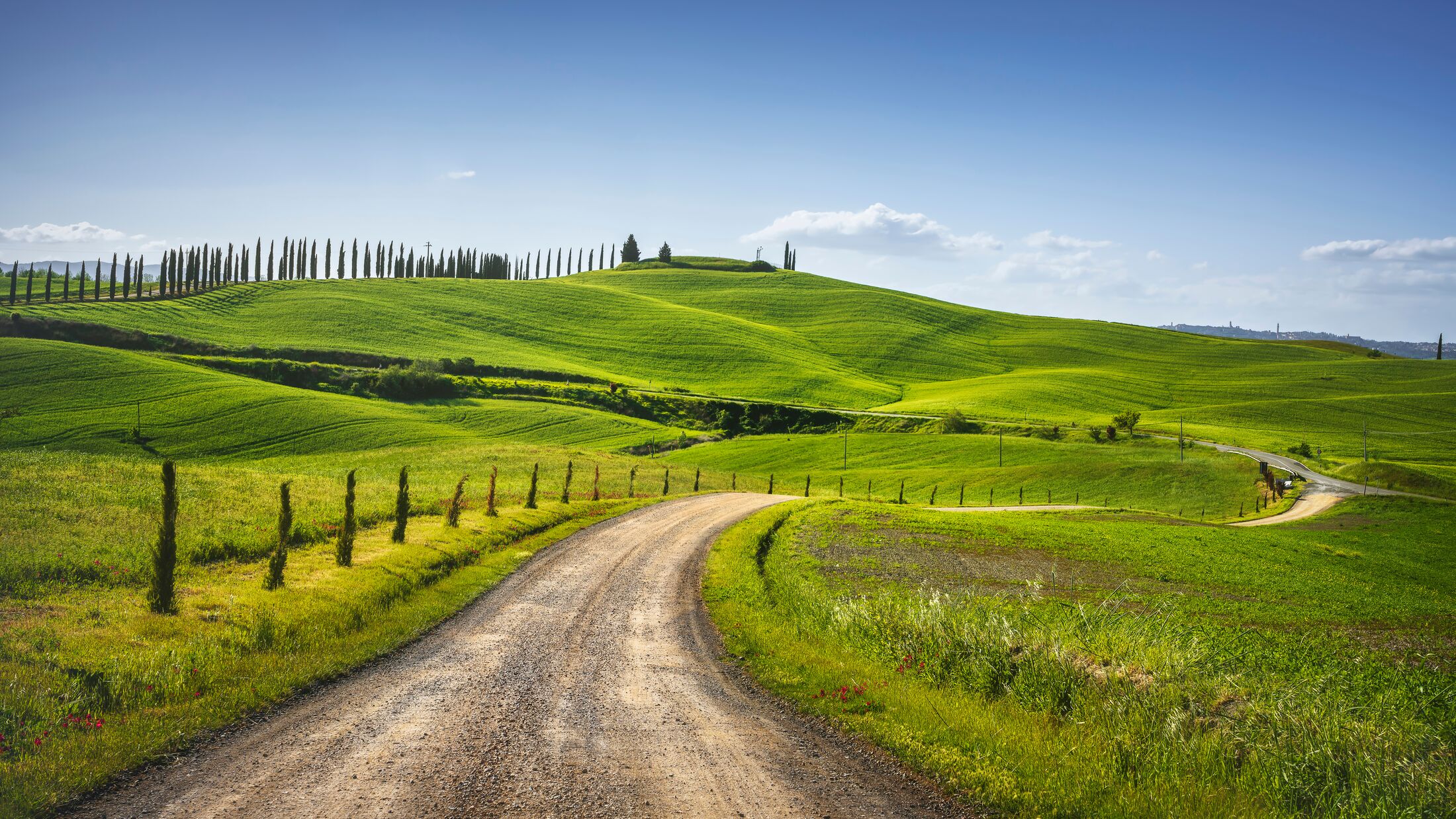 Monteroni d'Arbia, route of the via francigena. Curved road, Field and trees. Siena on background, Tuscany. Italy, Europe.