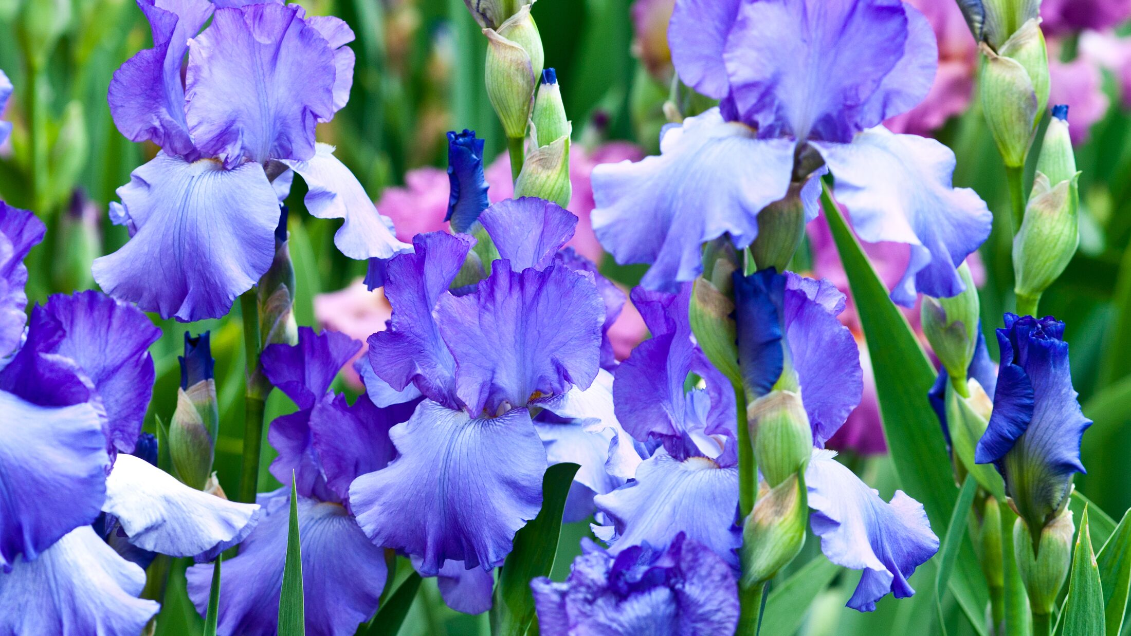 blue irises blossoming in a garden, Giardino dell' Iris in Florence, Italy