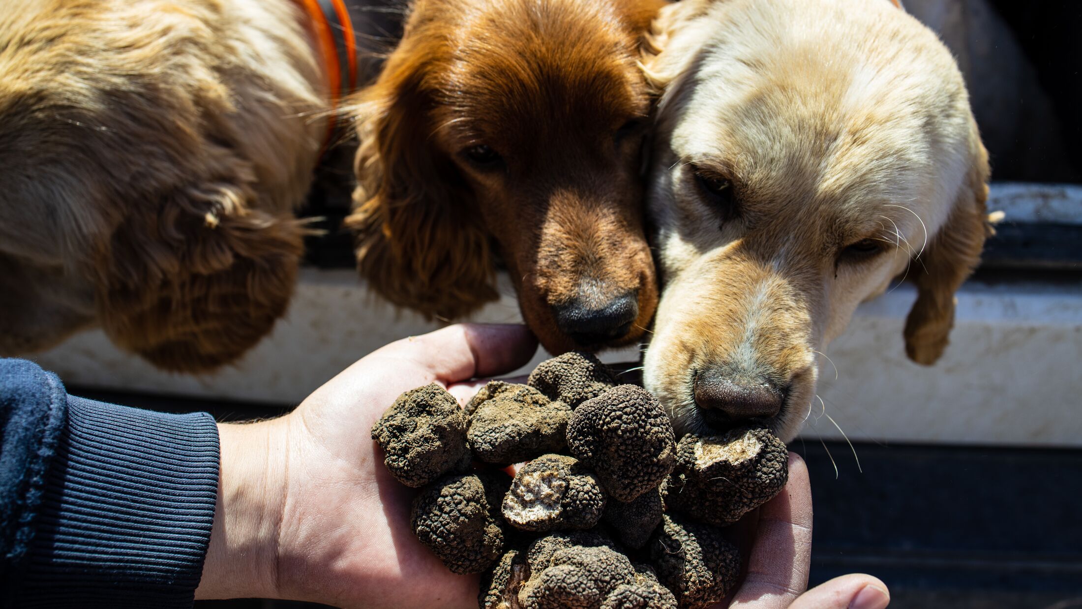 A man holding mushrooms black truffles in front of a Cocker Spaniel dogs. Dogs in a car
