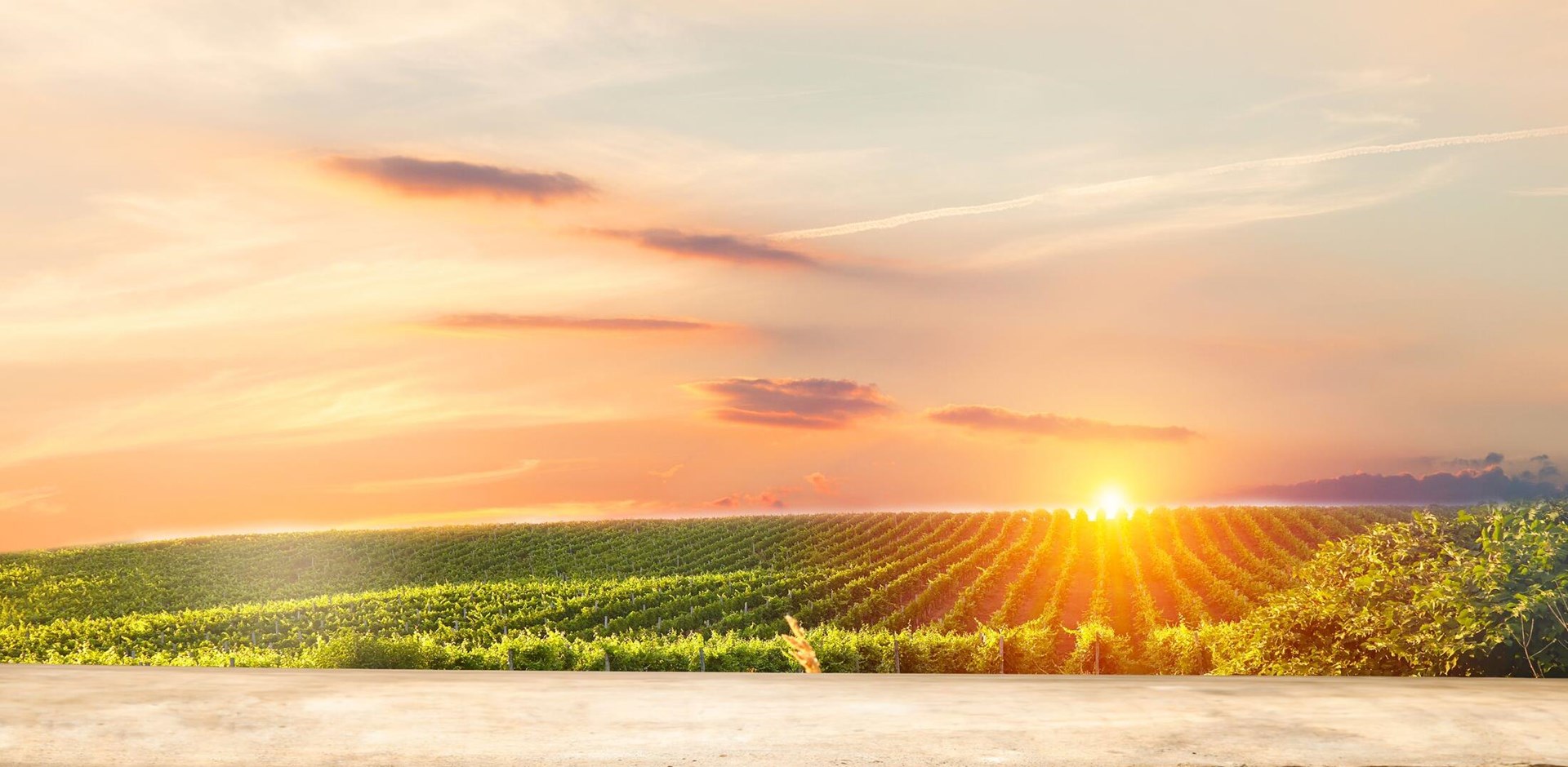 empty wooden table on the background of vines, tuscan landscape at sunrise
