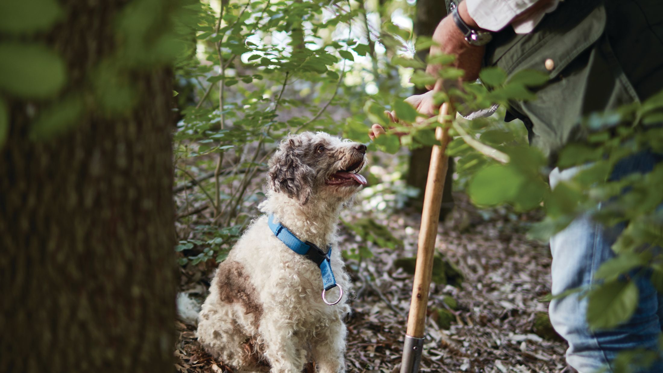 121356-Truffle-Hunting-001-Hybris