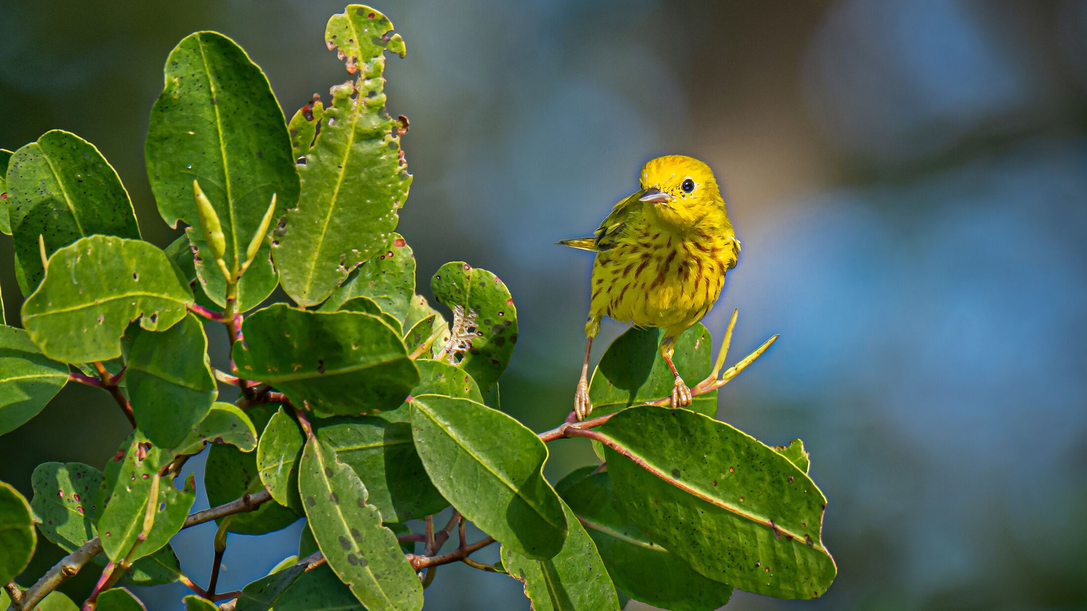 Ocean-Image-Bank-2023-Sustainability-Mangroves-bird-10-300346-Hybris