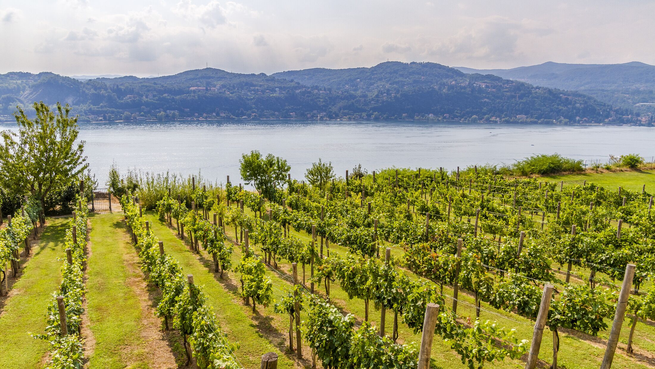Vineyard at fortress of Angera with view of the lake Maggiore